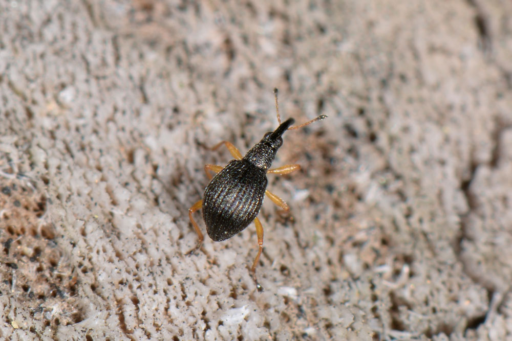 Apionidae:  Protapion nigritarse